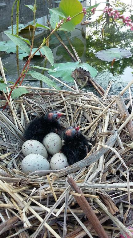 Апартаменты Water Bird Family Тоучэн Экстерьер фото