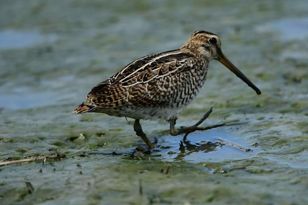 Апартаменты Water Bird Family Тоучэн Экстерьер фото